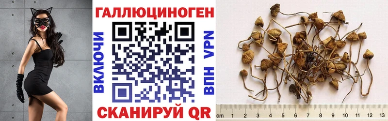 Псилоцибиновые грибы Magic Shrooms  даркнет сайт  Красный Холм 